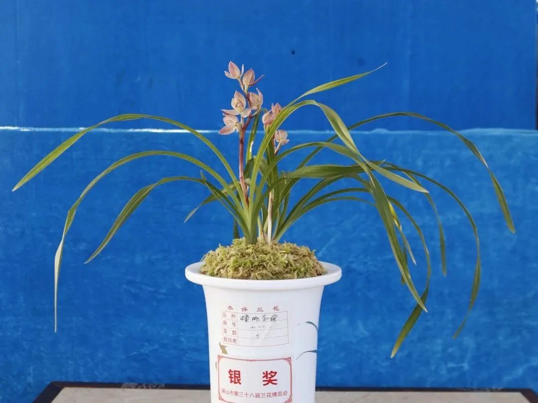 保山新闻网