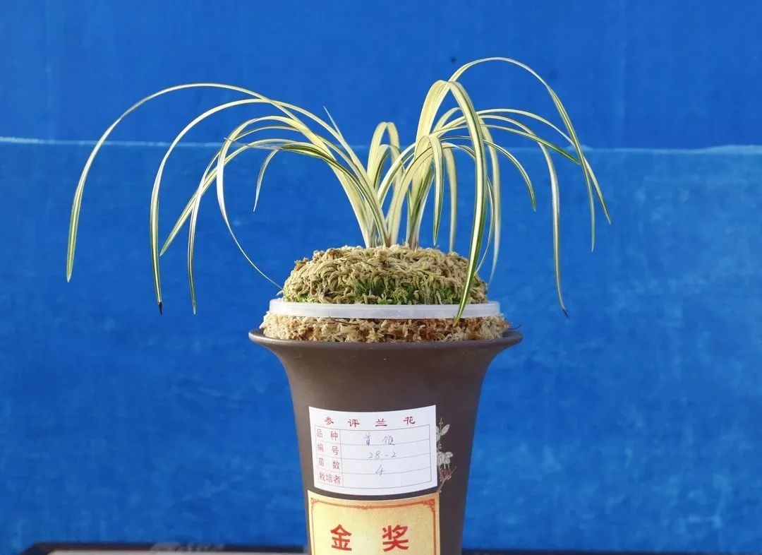 保山新闻网