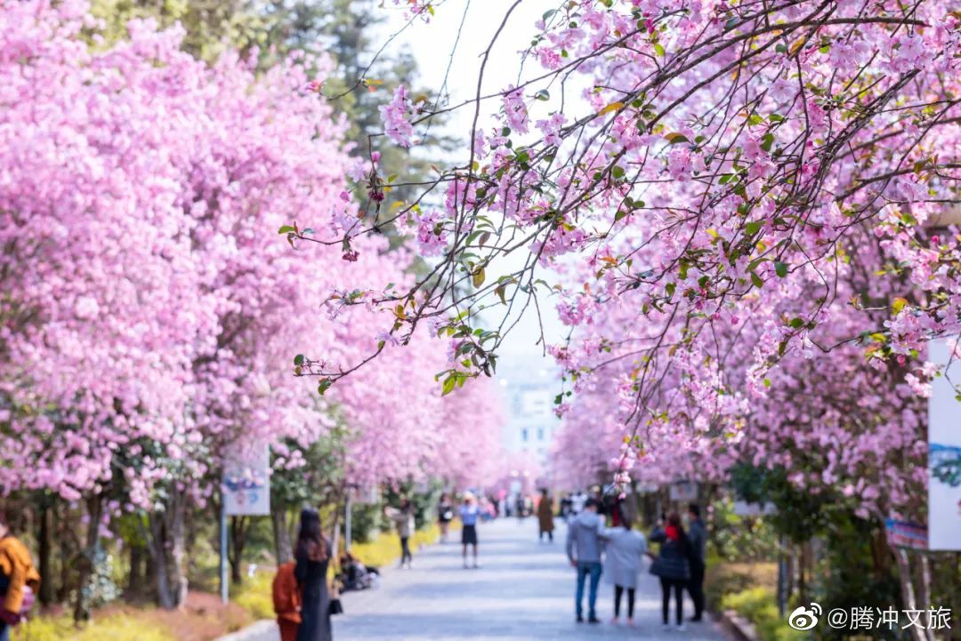 腾冲文旅微博