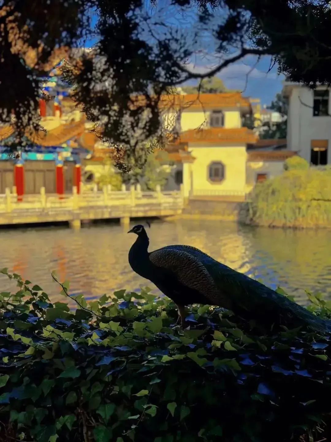 昆明文旅