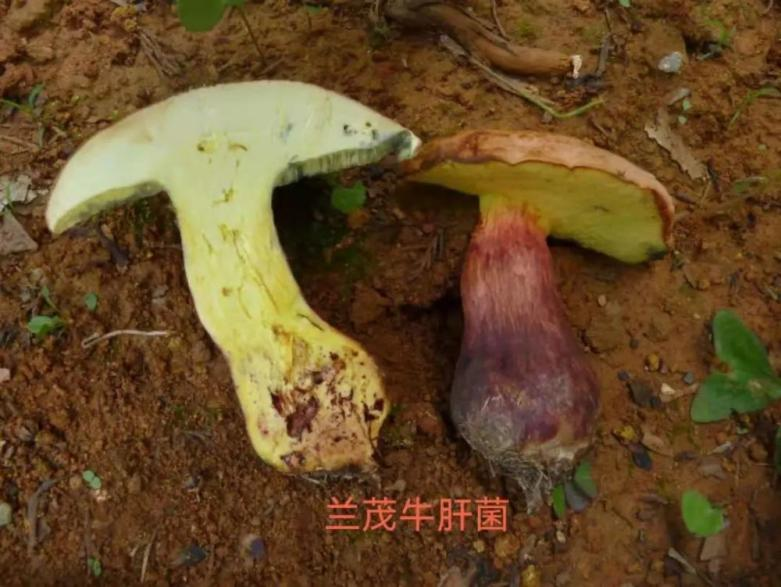 云南疾控