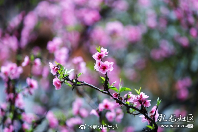 昆明信息港（微博）