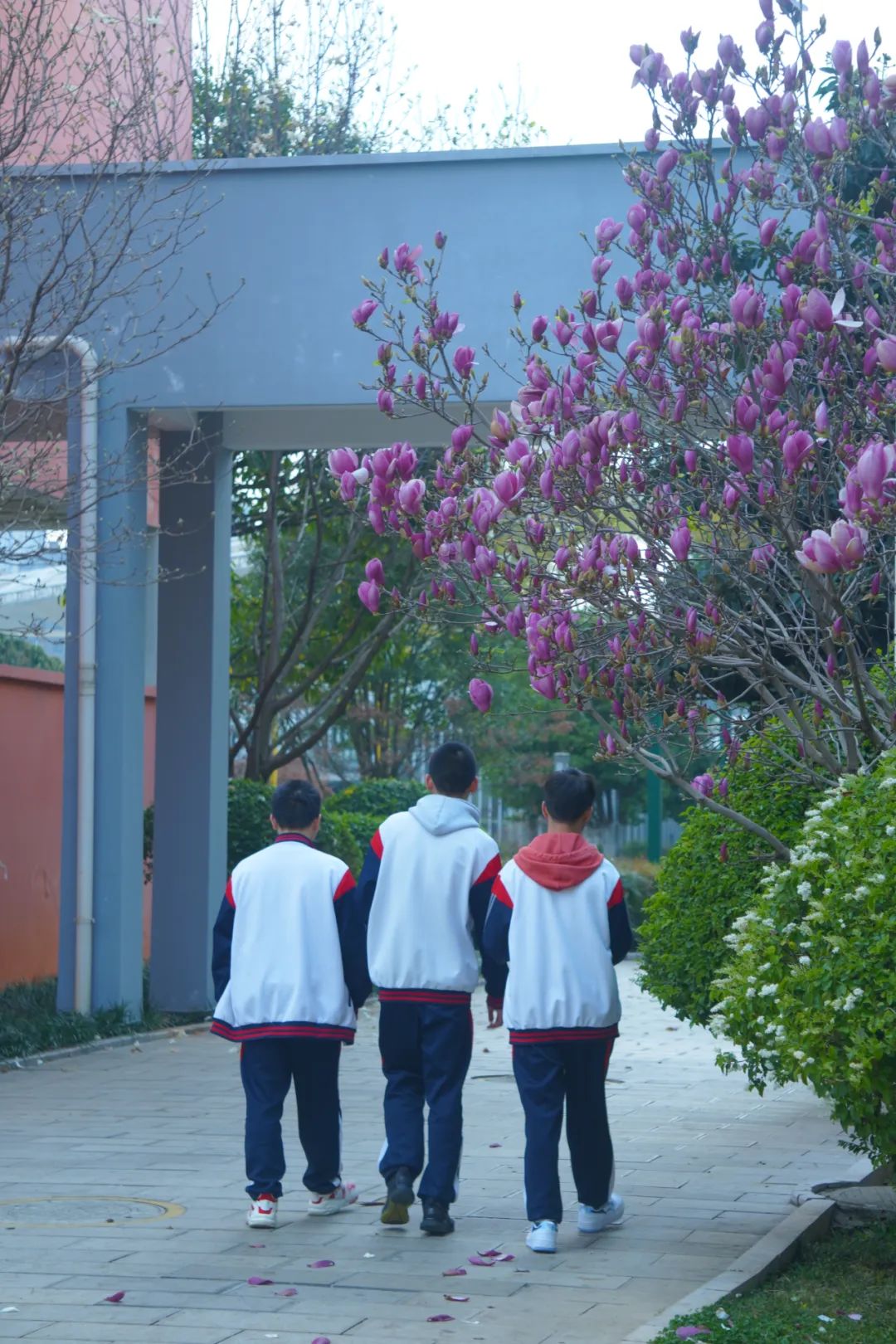 盘龙教育