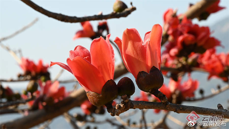 “云南发布”微博