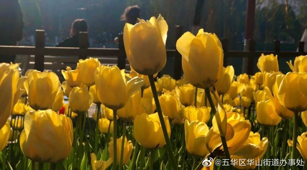 五华区华山街道办事处