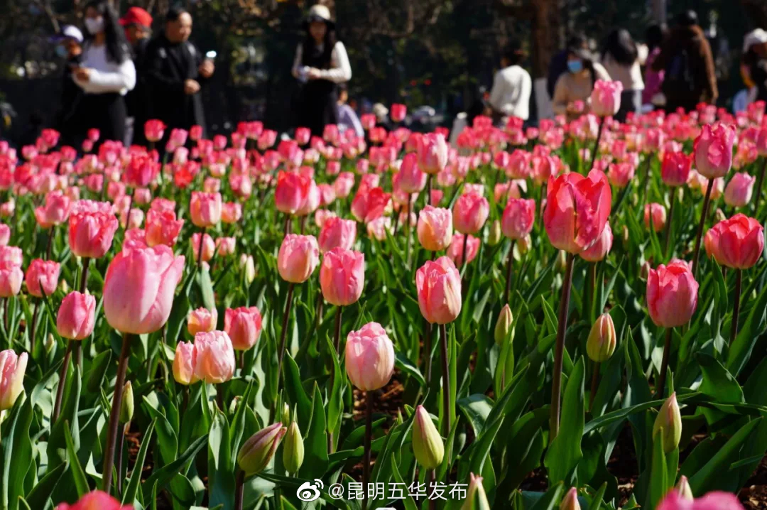 昆明五华发布