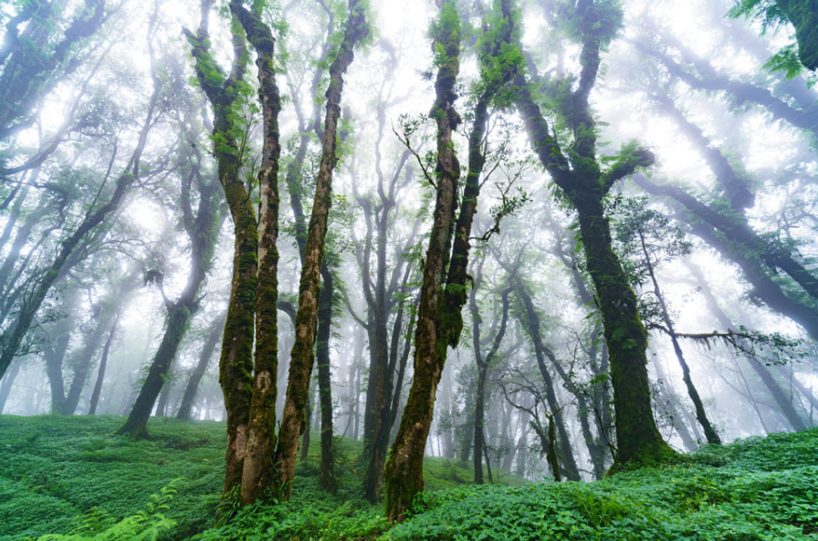 美丽云南微科普