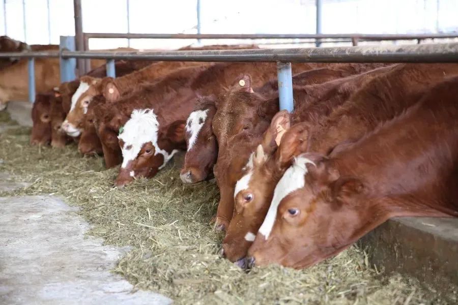 昆明市农业农村局