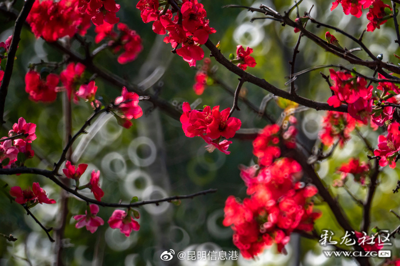 昆明信息港（微博）