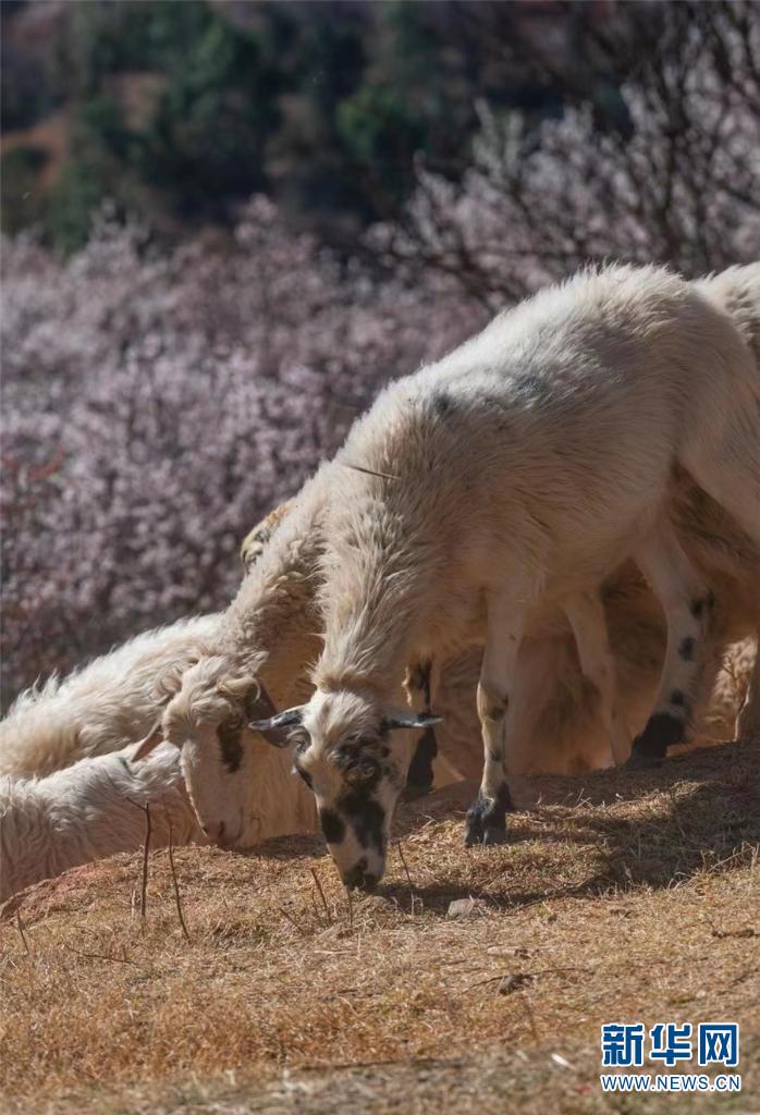 云南省文化和旅游厅
