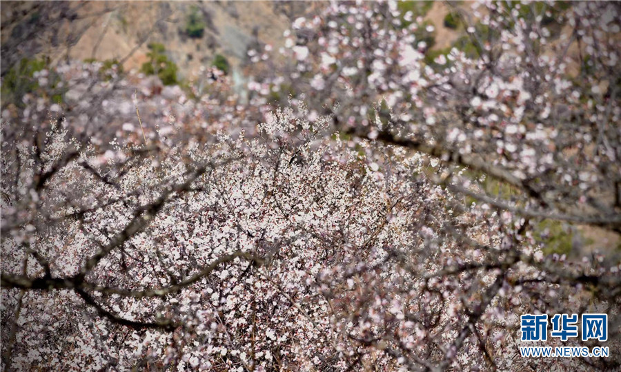 云南省文化和旅游厅