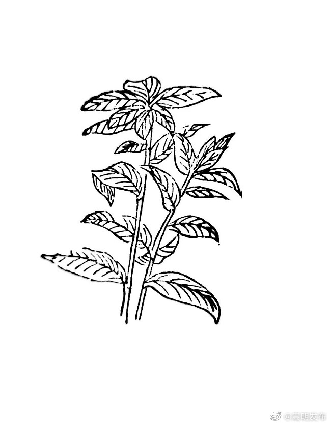 奖项揭晓，嵩明第二届运动会闭幕