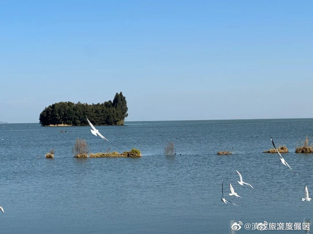 冬天的滇池南岸藏着一个“鲸”天秘密