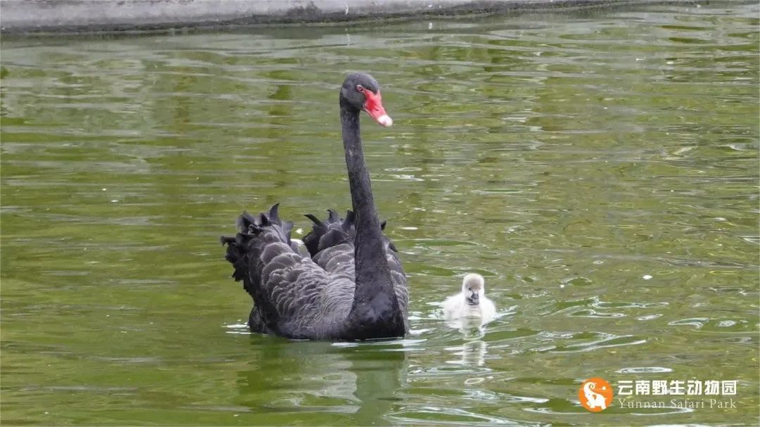 云南野生动物园