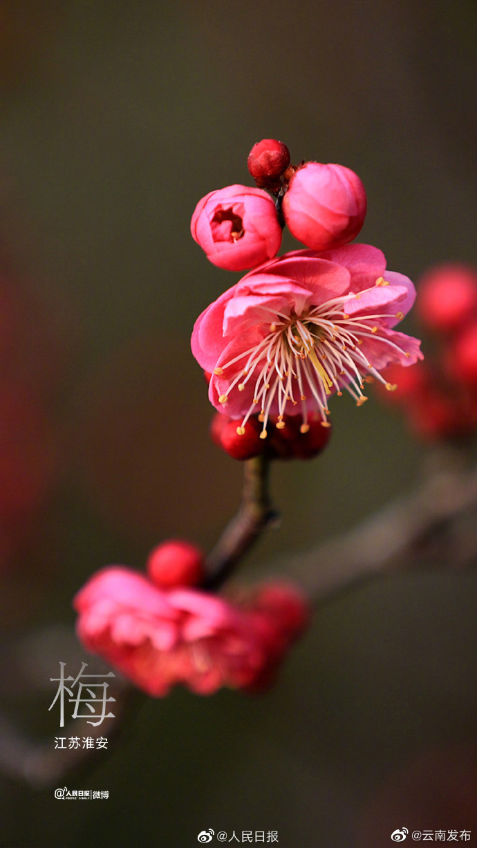 “云南发布”微博