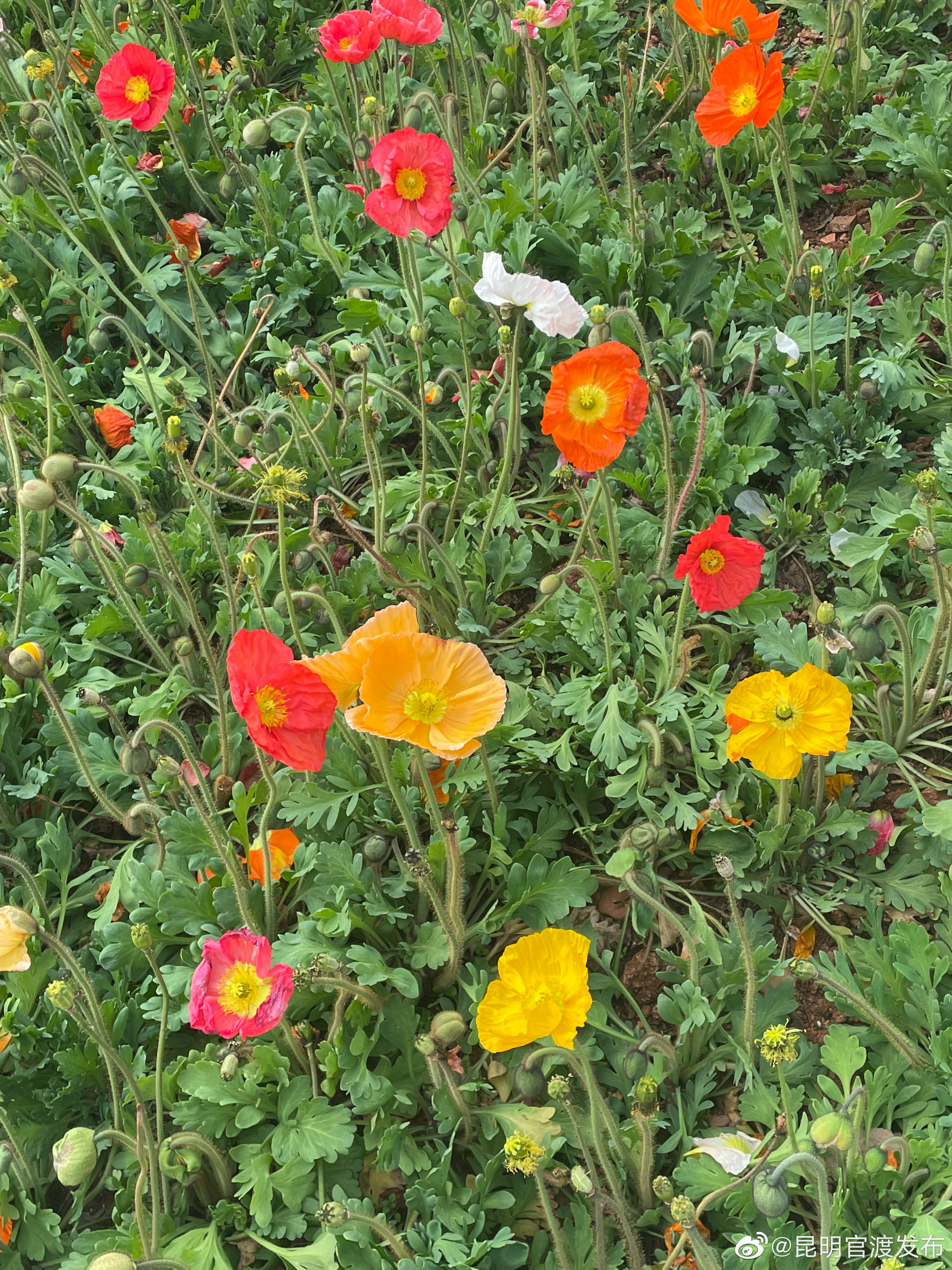 云南省未来24小时天气预报