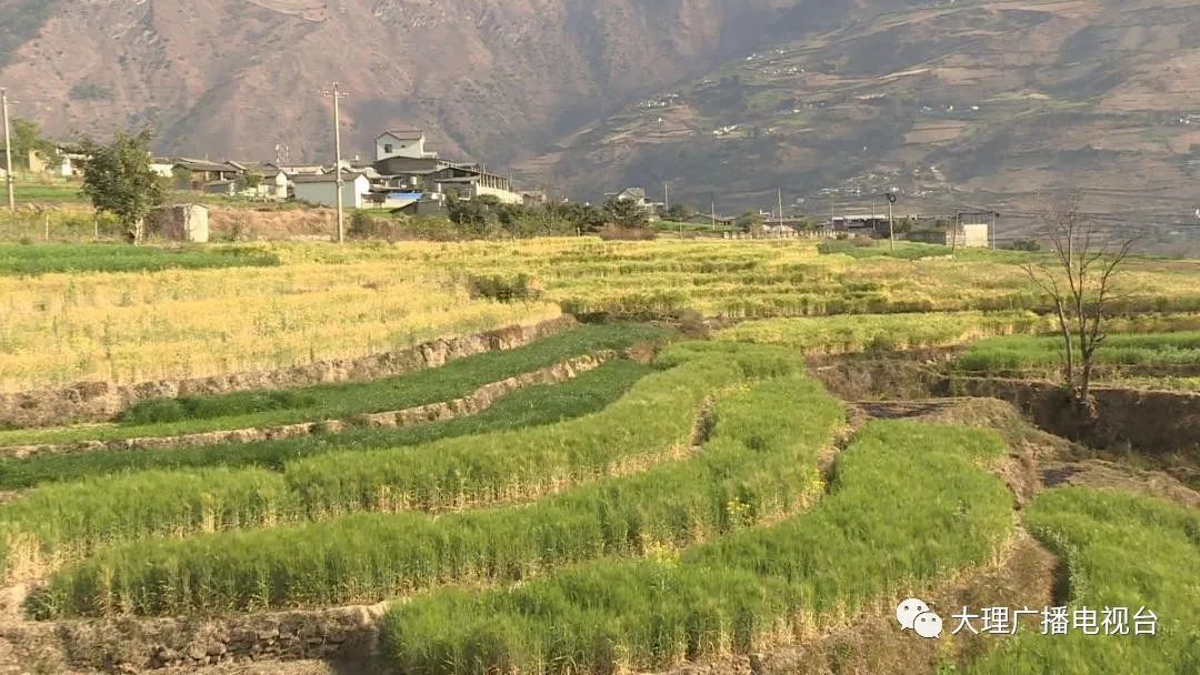 大理电视台