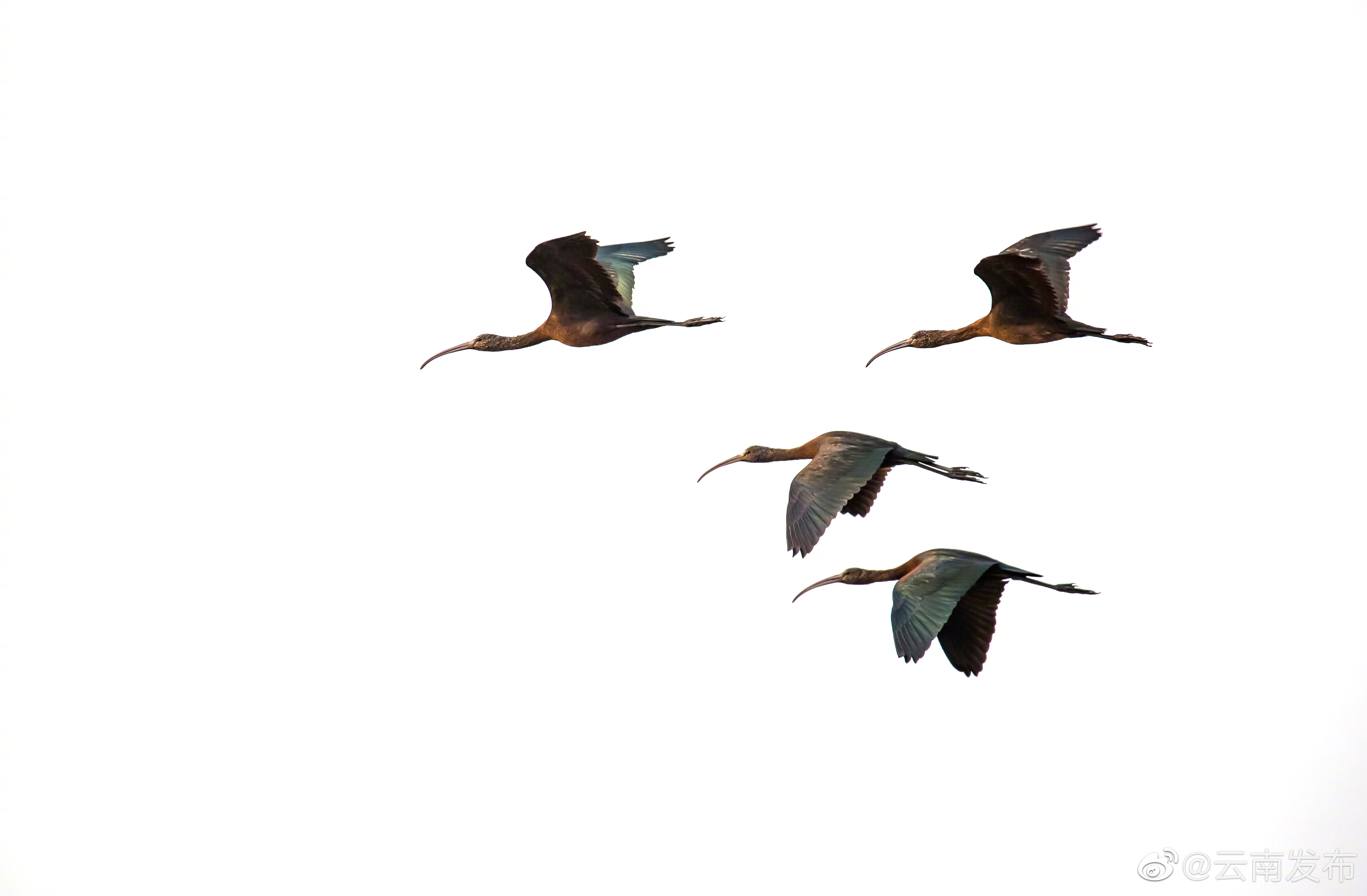 “云南发布”微博