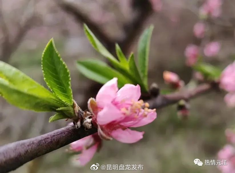 昆明盘龙发布