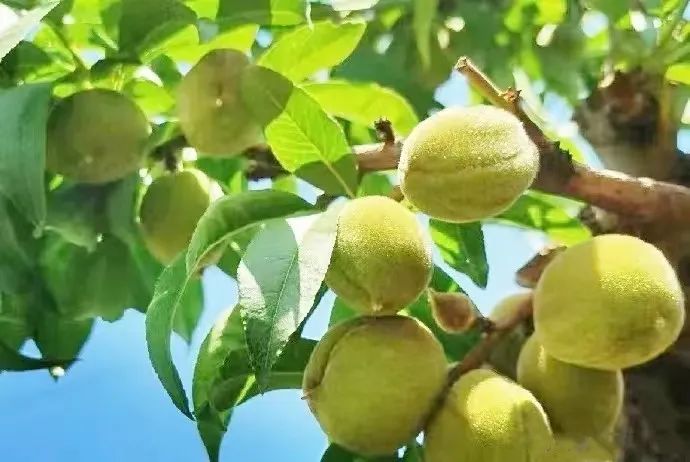 昆明市农业农村局