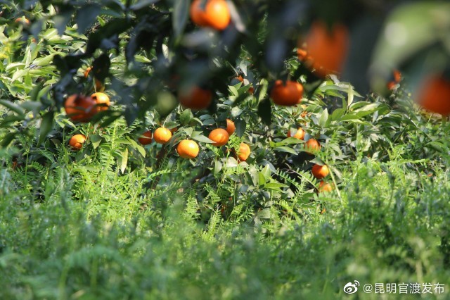 “昆明官渡发布”微博