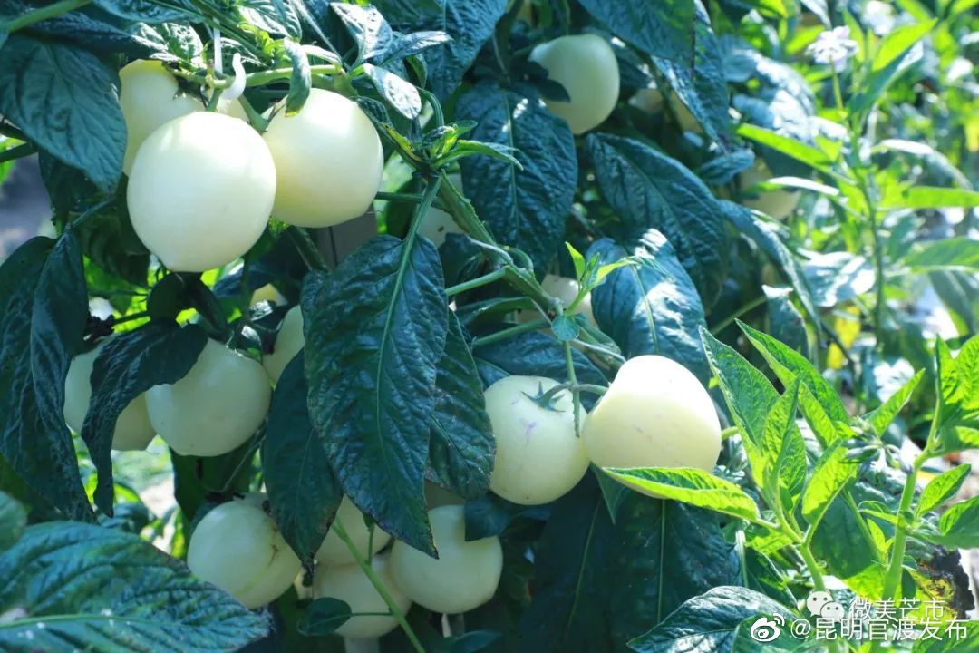 “昆明官渡发布”微博
