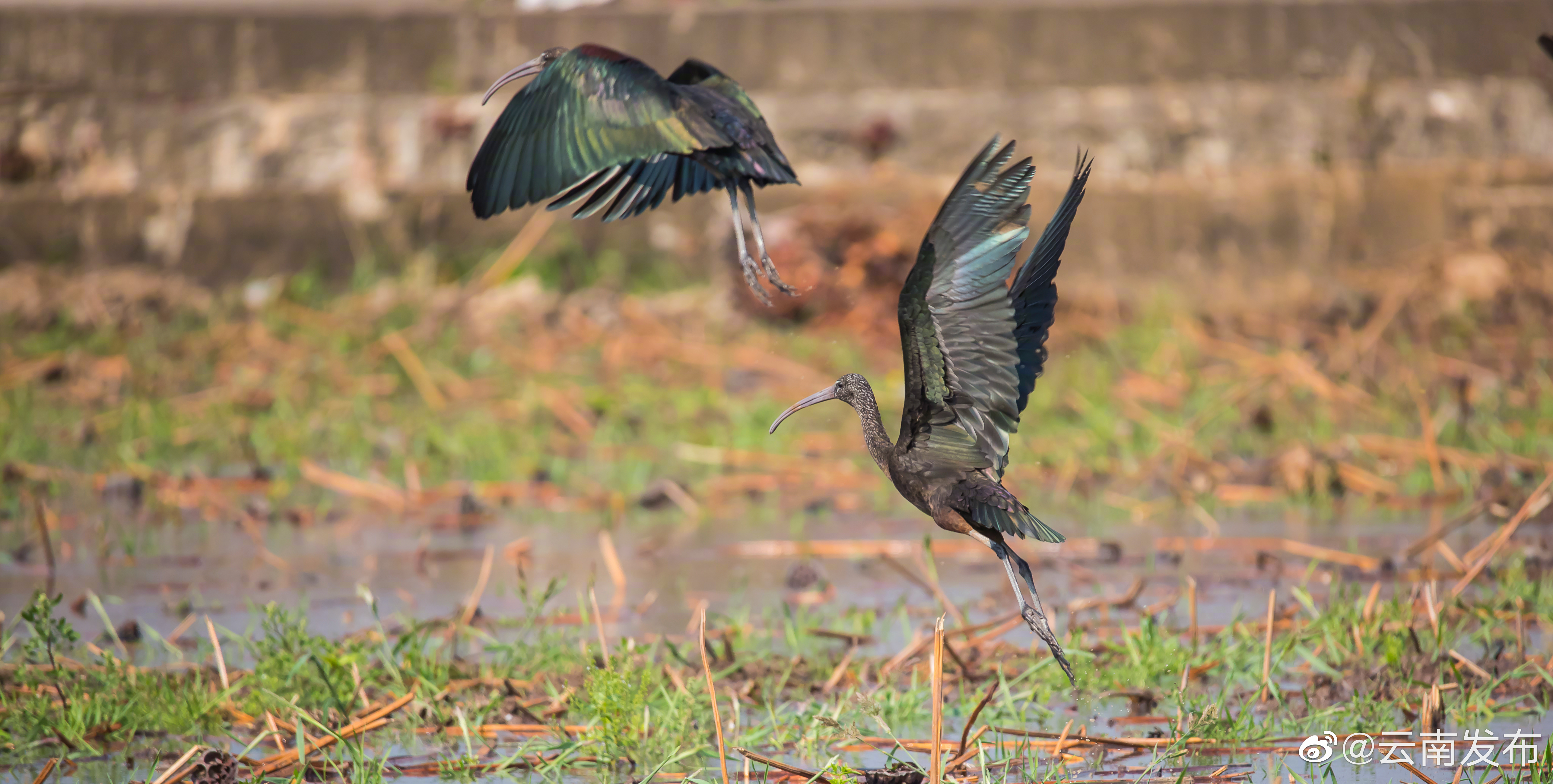 “云南发布”微博