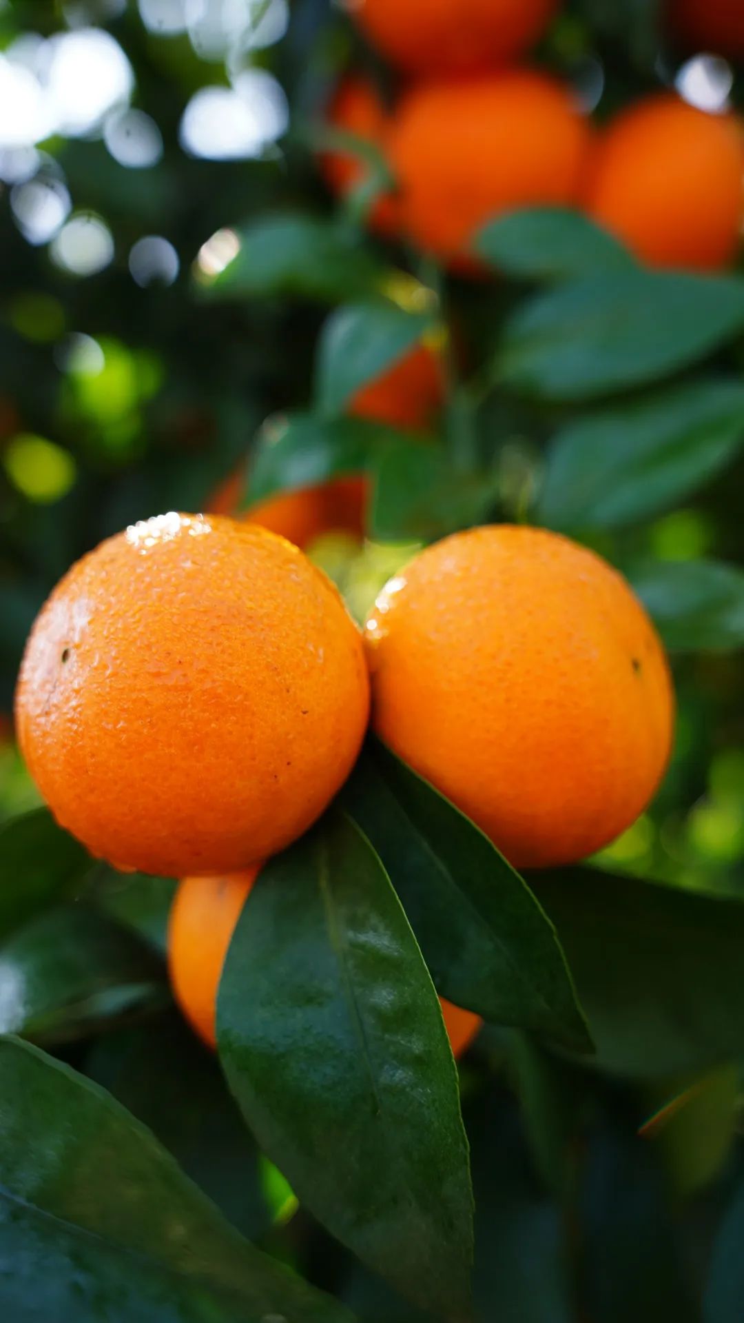 一部手机游云南