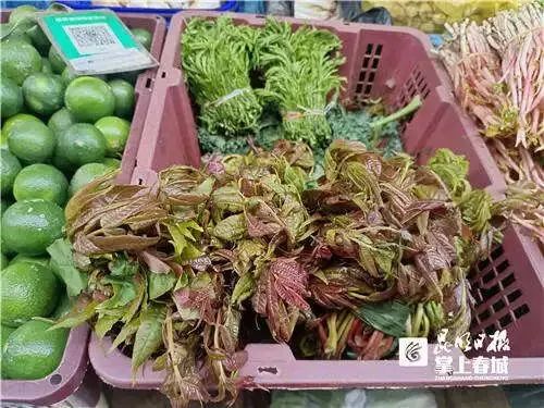 昆明信息港/cnkmxxg