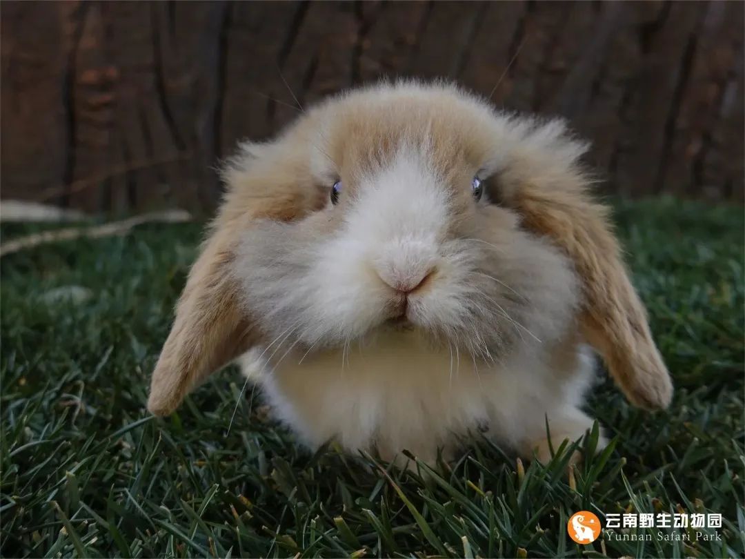 云南野生动物园