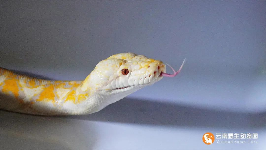 云南野生动物园