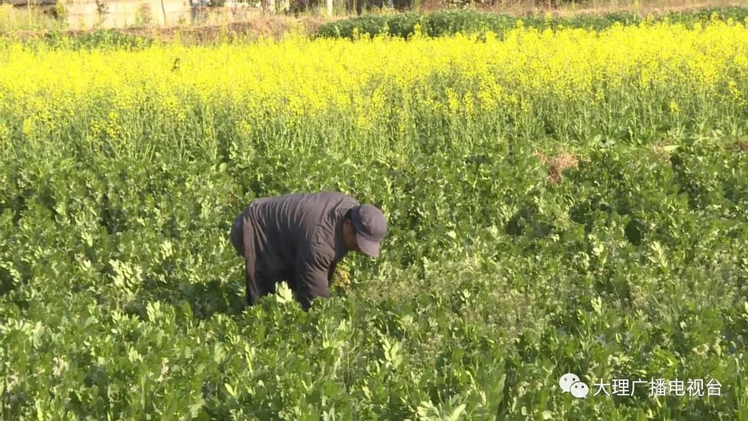 大理电视台