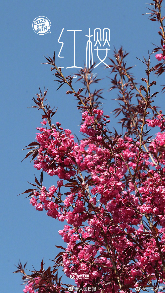 “云南发布”微博