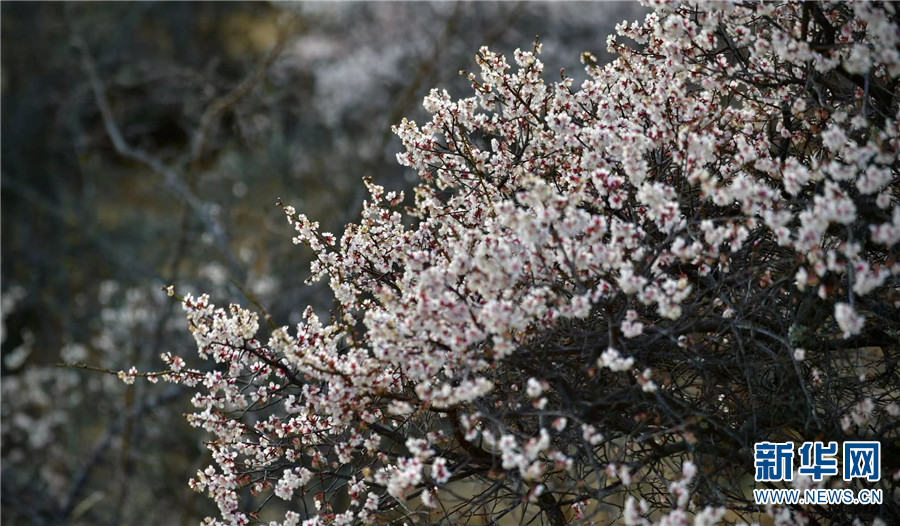 云南省文化和旅游厅