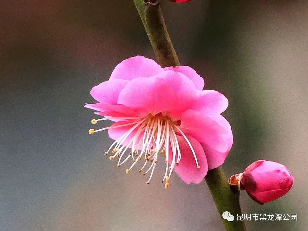 昆明市黑龙潭公园