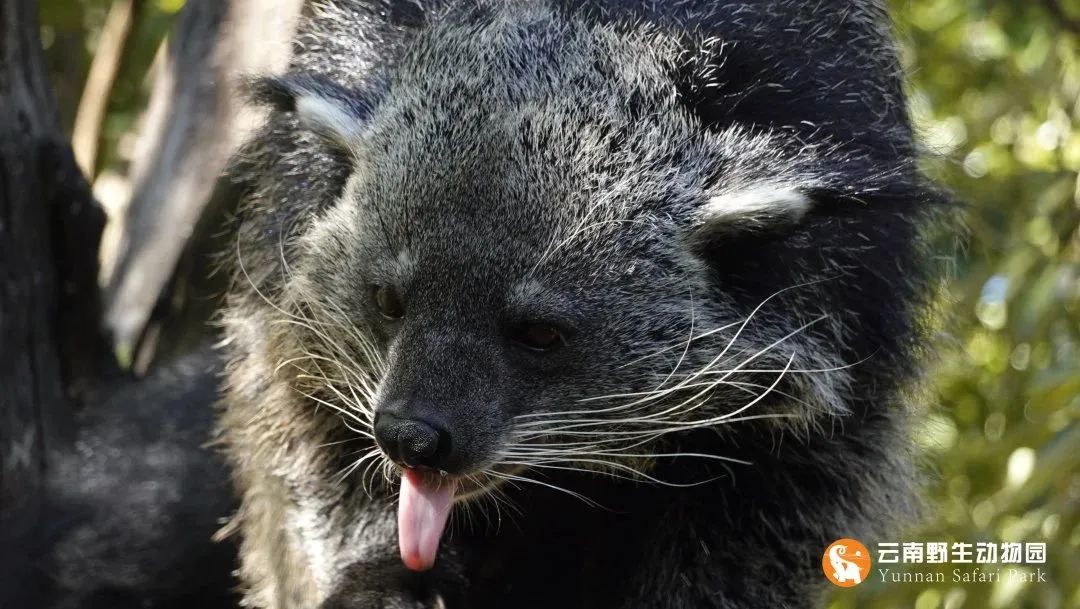 云南野生动物园