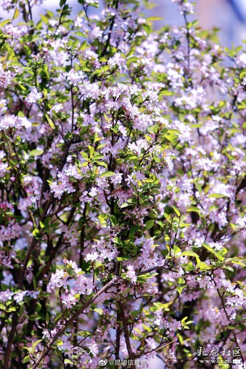 昆明信息港（微博）