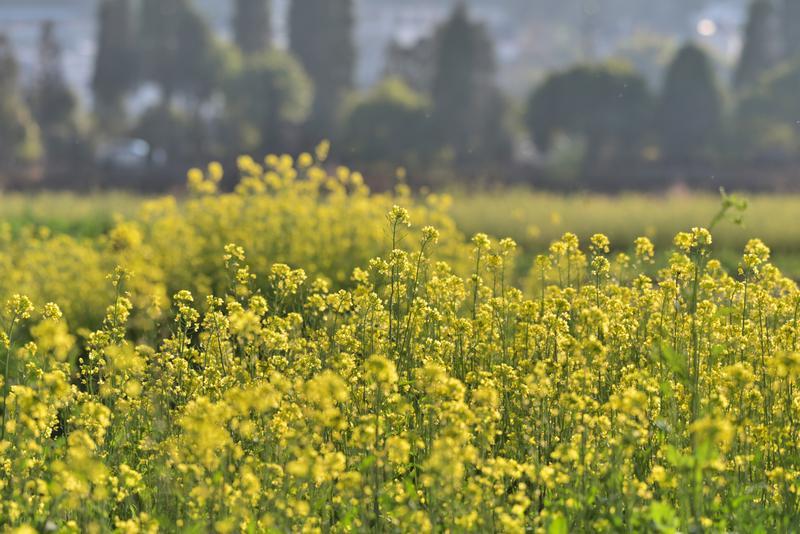 云南省文化和旅游厅