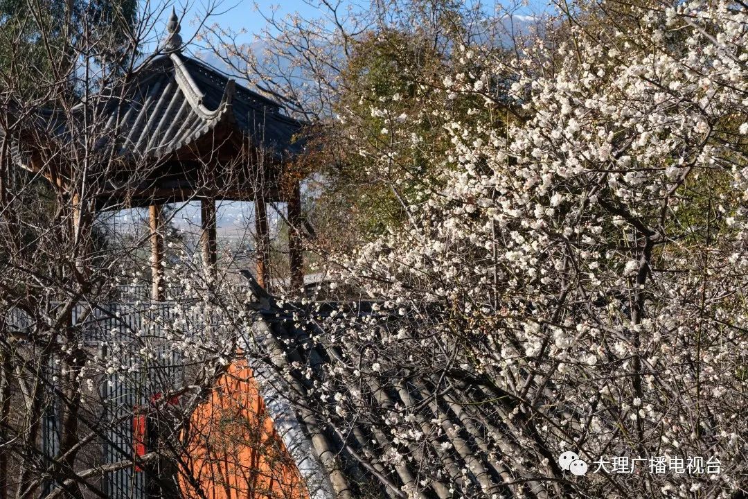 大理电视台