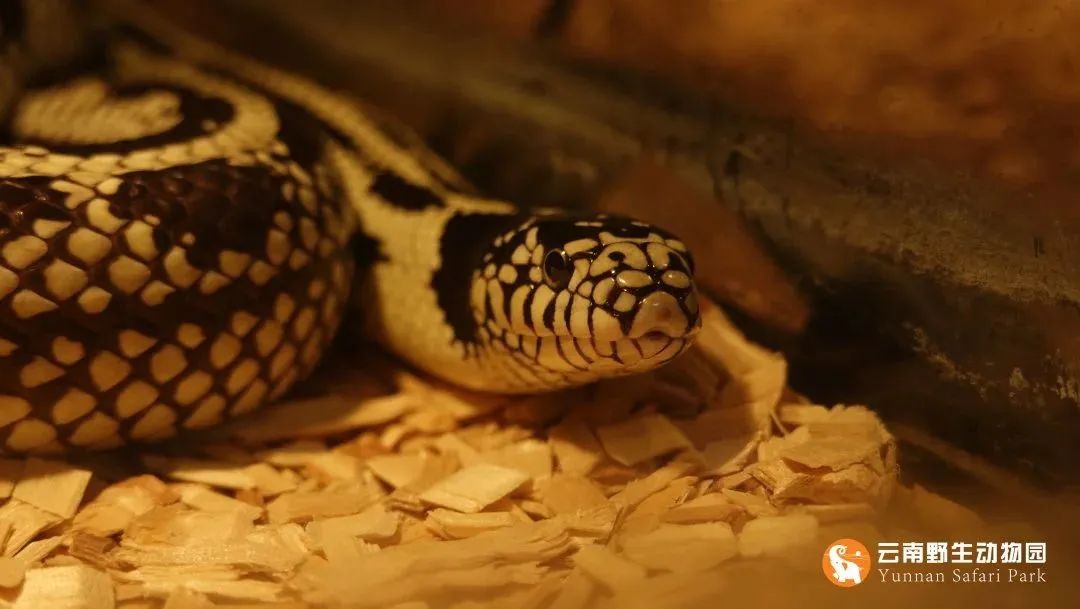 云南野生动物园