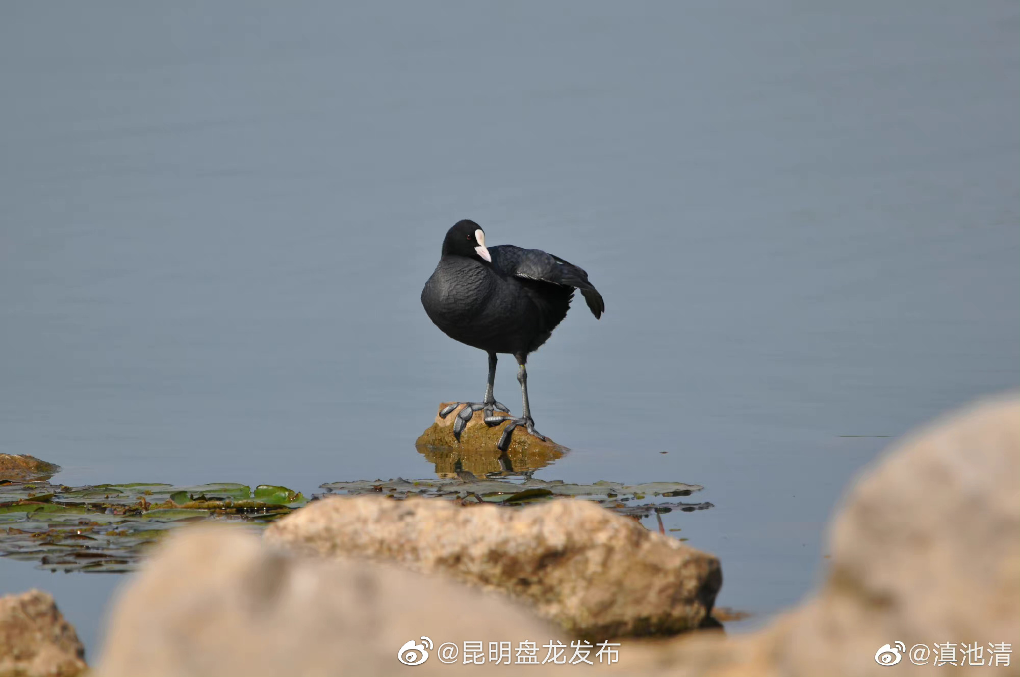 昆明盘龙发布