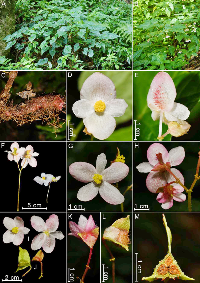 美丽云南微科普