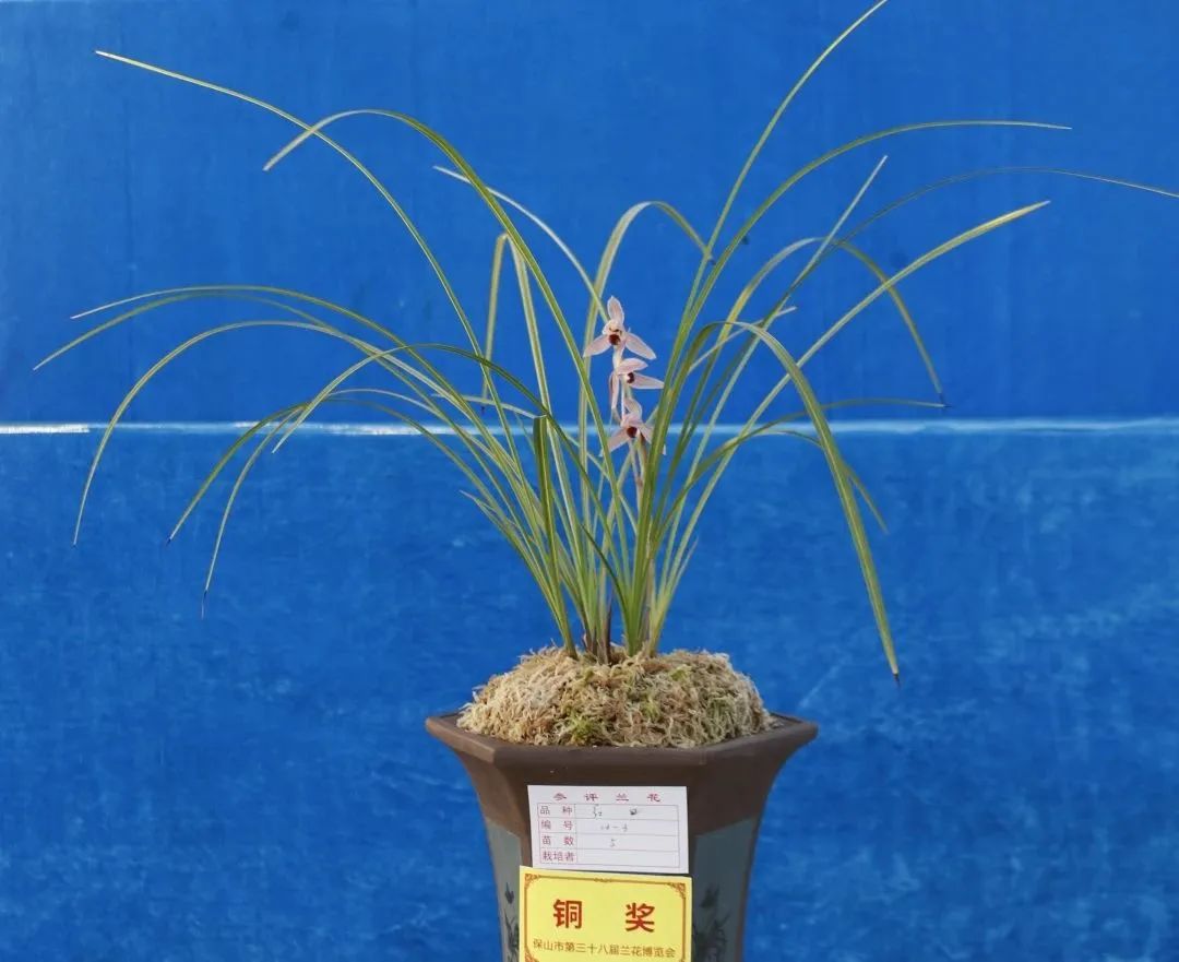 保山新闻网
