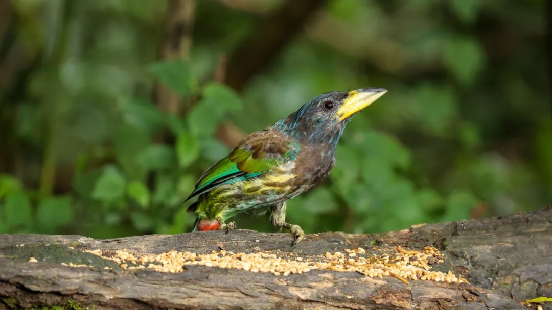 一部手机游云南