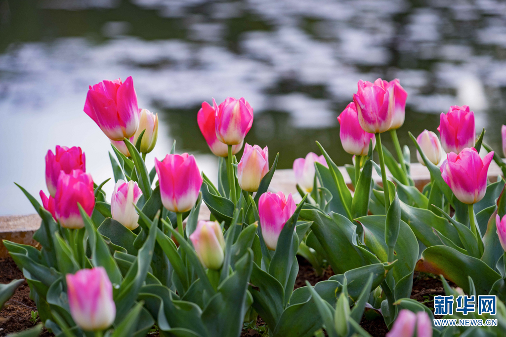 云南省文化和旅游厅
