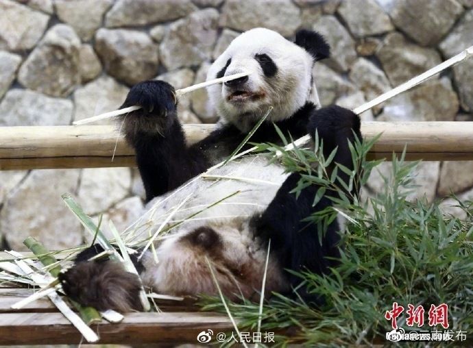 欢迎回家！旅日大熊猫永明携双胞胎女儿回国