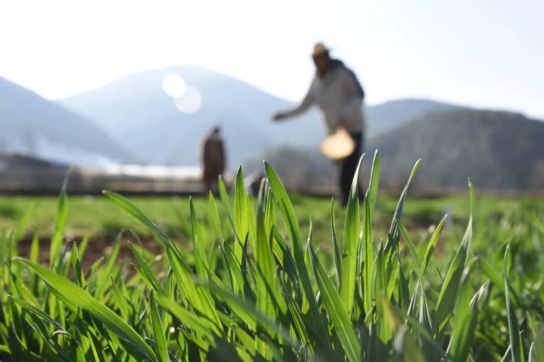 丽江日报