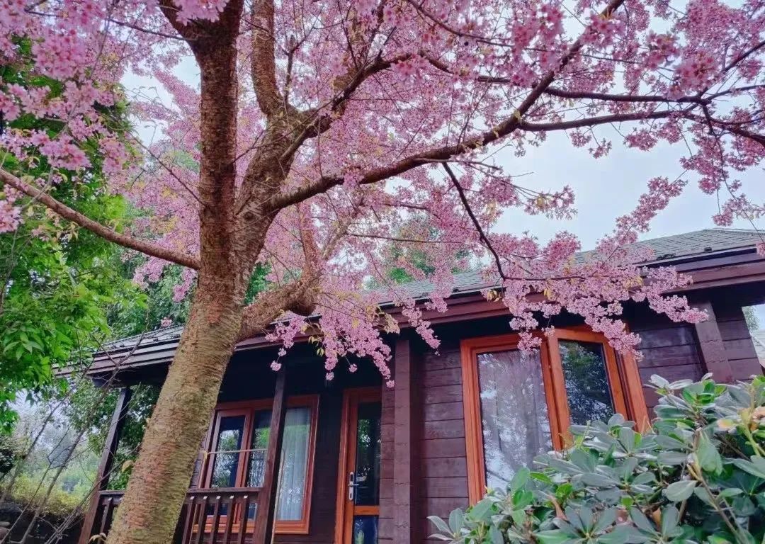 云南省文化和旅游厅