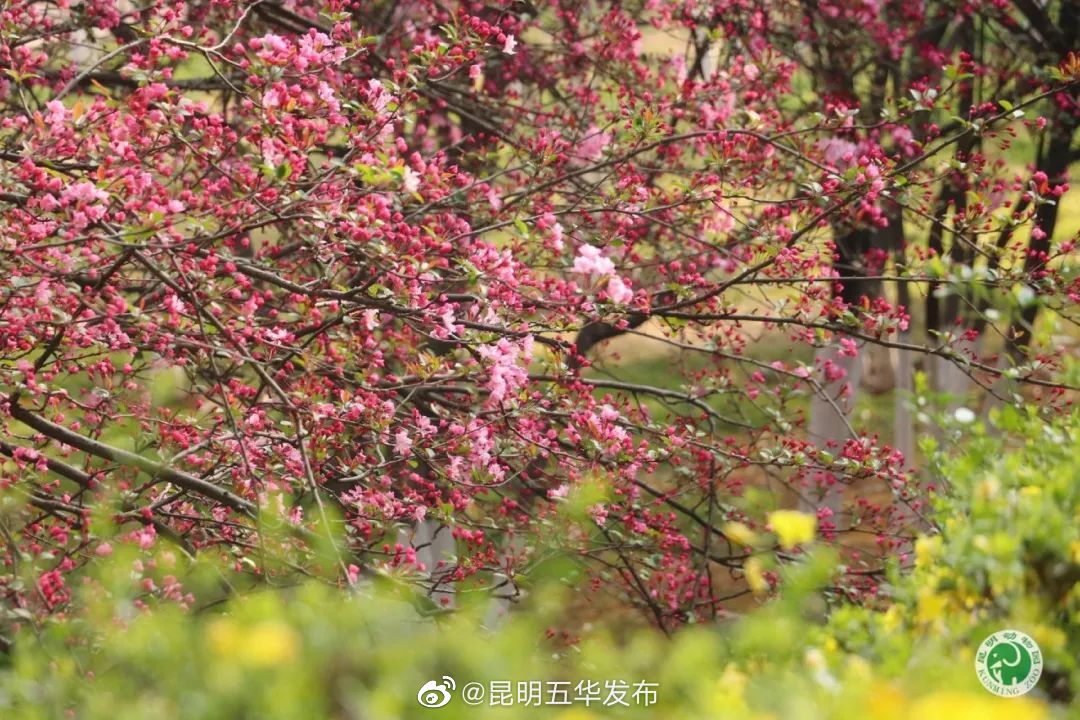 昆明五华发布