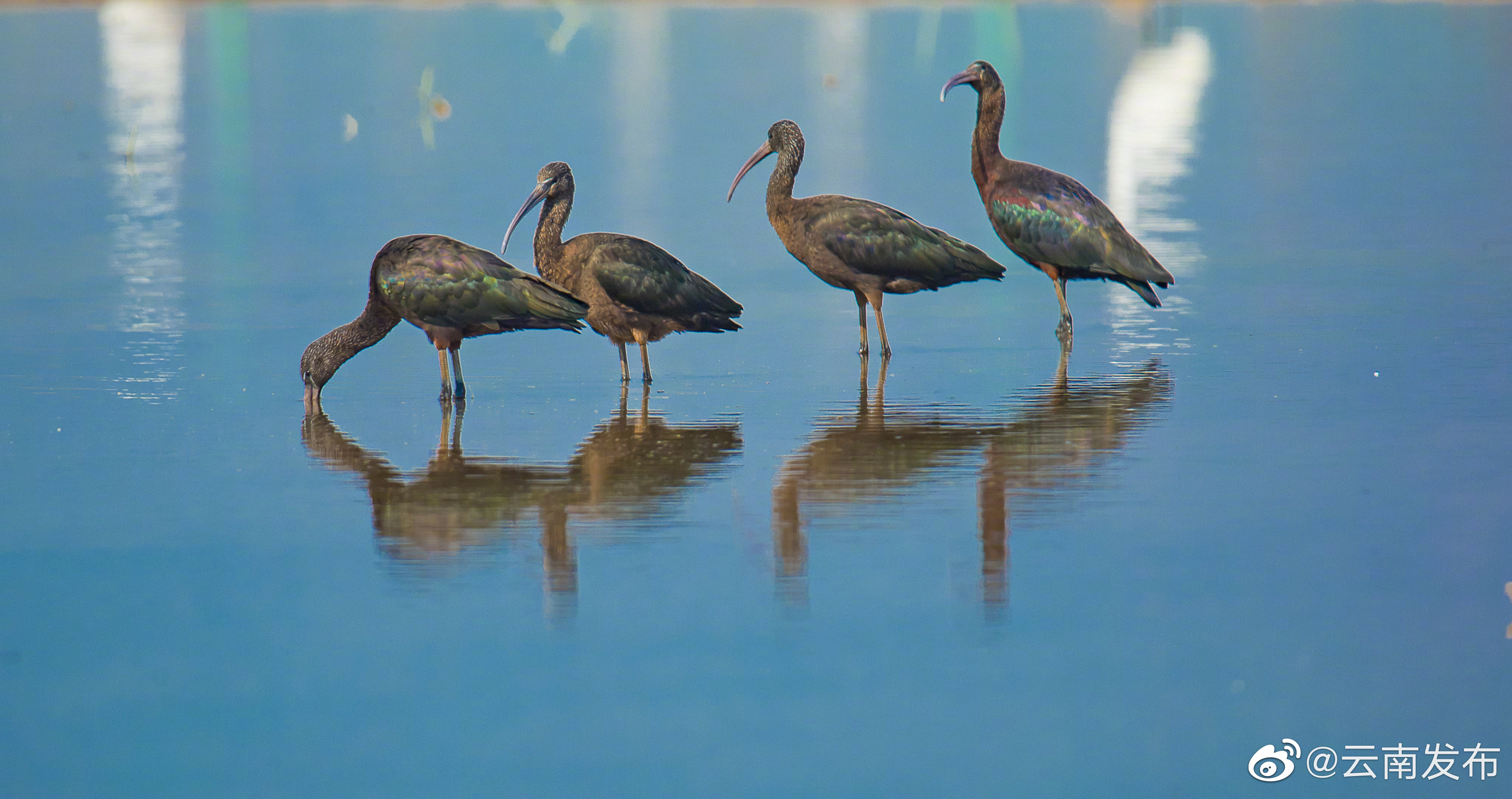 “云南发布”微博